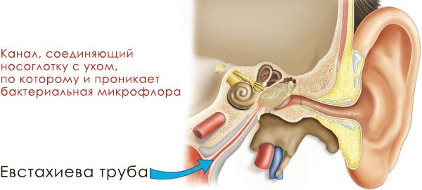 Схема соединения уха с глоткой