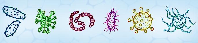Грибки и бактерии вызывающие гайморит