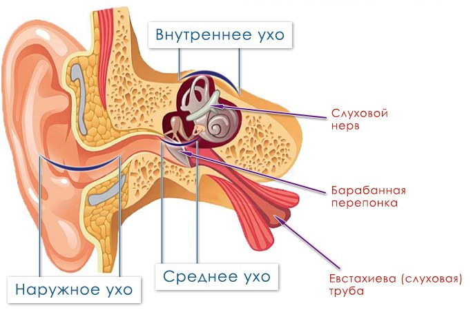 Схема уха внутри