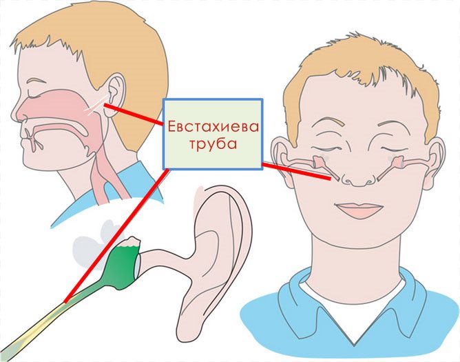 Соединение носоглотки со средним ухом